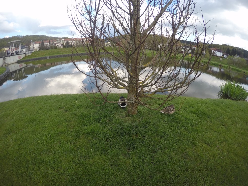 DCIM101GOPROGOPR5384.